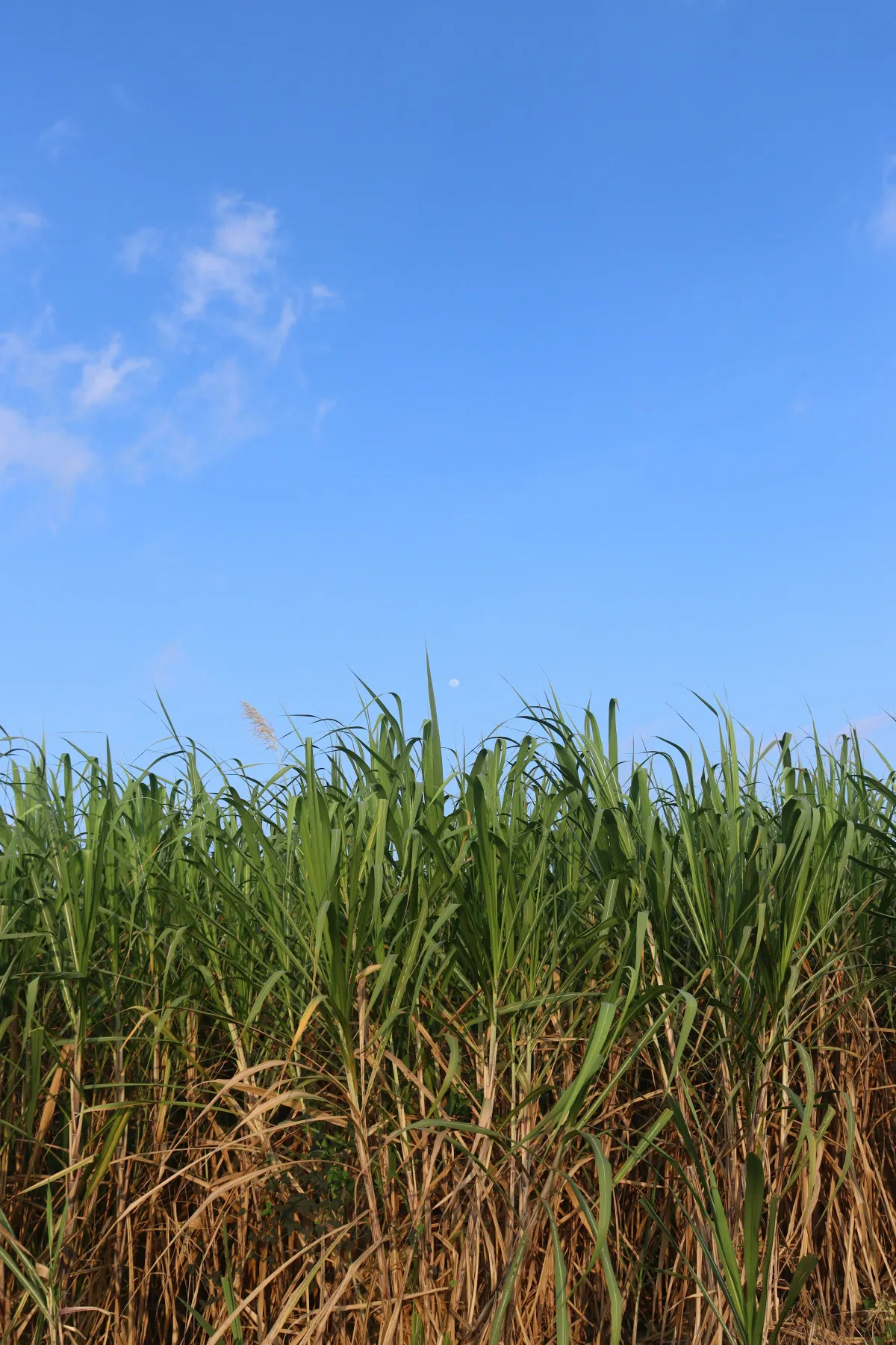 ブラジル産砂糖